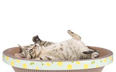 New Oval Corrugated Cardboard Cat Scratcher Released, Leading a Trend in Pet Furniture