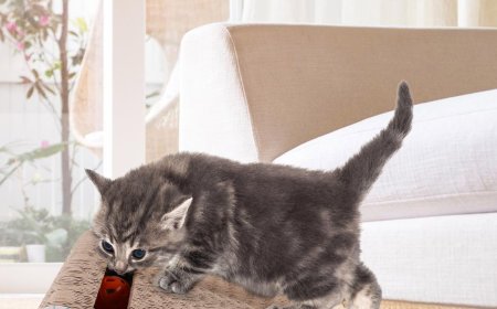 Innovative Pet Product: Modular Inclined Cat Scratching Board Gains Popularity