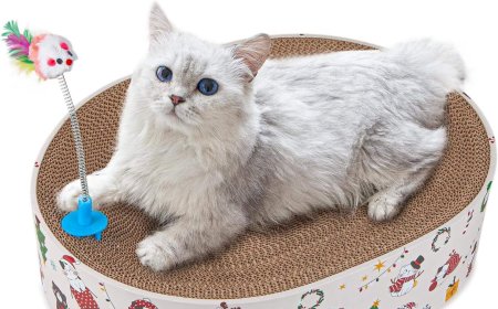 Elliptical Cat Bed and Scratching Board: A New Favorite for Cats
