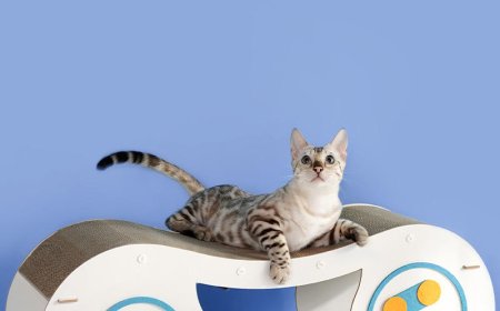 Game Console Cat Scratching Board Leads the Way
