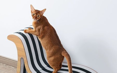 Innovative Corrugated Cardboard Lounge Chair-Shaped Cat Scratching Board Launched, Bringing Comfort and Joy to Cats