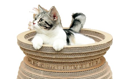 Innovative Vase-Shaped Cat Scratcher Launches, Combining Eco-Friendliness and Design to Enhance Indoor Cat Life