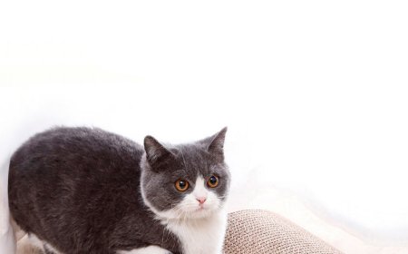 Corrugated Cardboard Cat Scratching Board: Satisfying Cats' Nature, Leading Pet Products Trends, with a Promising Market Prospect