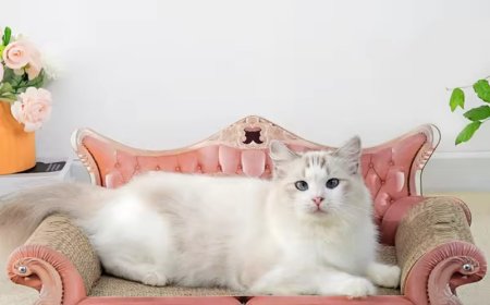 Corrugated Cardboard Sofa-Style Cat Scratcher: Leading the New Trend in Pet Supplies with Eco-Innovation