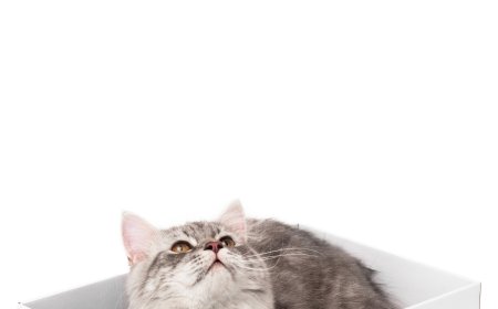 Cat Scratchers: A New Favorite in the Pet Supplies Market, Enhancing Feline Health and Happiness