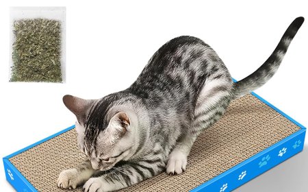 Blue-Edged Square Corrugated Cardboard Cat Scratcher: A New Choice for Pet Care, Leading Market Trends