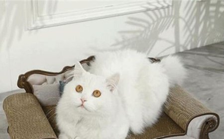 The "Self-Rescue" Journey of Cat Scratching Board Suppliers: Stop Letting Buyers Secretly Complain About Us