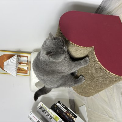 Heart-Shaped Cat Scratcher 