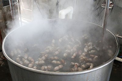 Bleaching and Dyeing