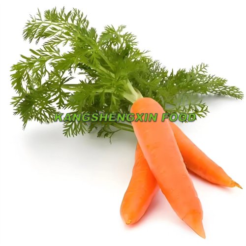 신선한 당근