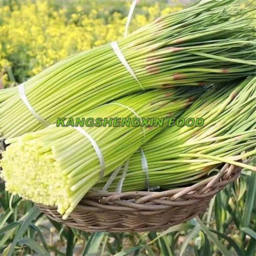 신선한 마늘쫑