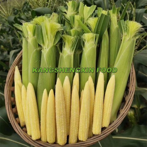 냉동 작은 옥수수