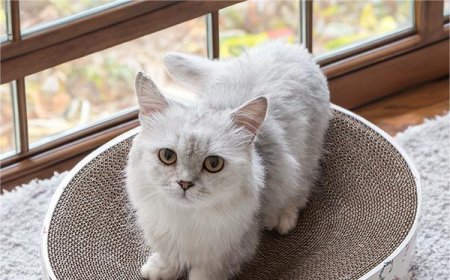 Corrugated Cardboard Oval Cat Scratching Board Leads Pet Product Trends