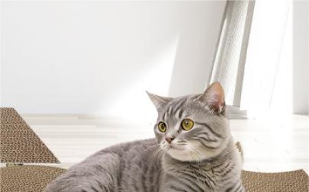 New Wavy Cat Scratcher Board Leads the Pet Supplies Market