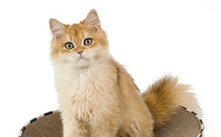 Innovative Pet Product: Oval Corrugated Cardboard Cat Scratcher Causes a Stir