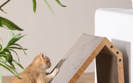 Corrugated Paper Cat Scratching Houses Gaining Popularity Among Pet Enthusiasts