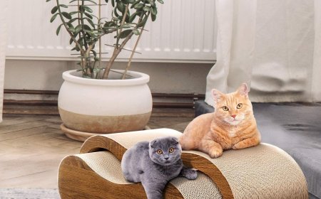 Innovative Pet Product: 2-in-1 Cat Scratching Board Leads the Way