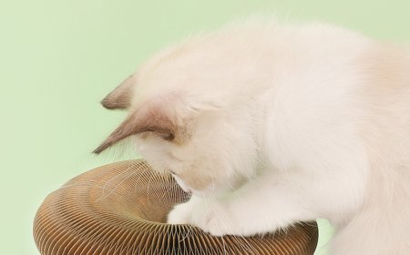 Accordion-Shaped Cat Scratching Board Leads New Trend in Pet Products