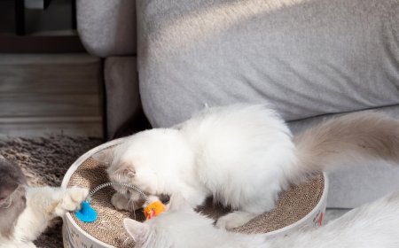 New Elliptical Cat Bed and Scratching Board Gains Popularity Among Pet Lovers