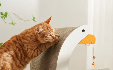 Dodo Goose-Shaped Cat Scratcher and Hammock Combo Launched, A New "Cute and Practical" Hit in the Pet Market