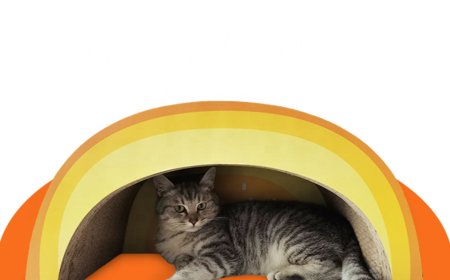 The New Orange Slice Shaped Cat Scratching Board—The Ideal Choice for Cat Lovers