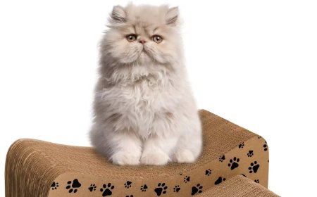 Corrugated Paper Cat Scratching Boards: The Perfect Combination of Environmental Friendliness and Practicality