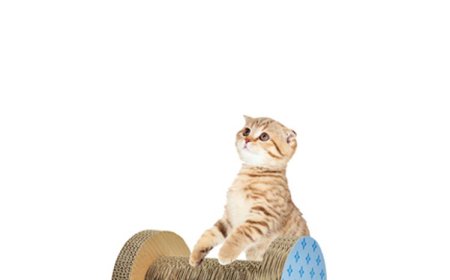 Corrugated Paper Cat Scratching Boards Lead the Trend in Pet Products