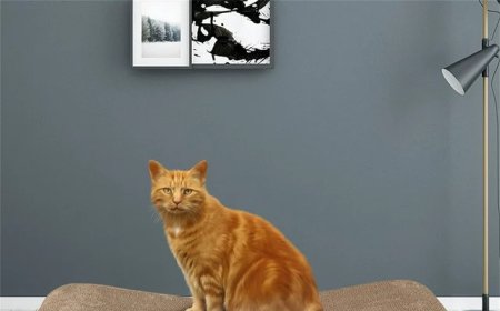 Cat Scratching Board: Meeting Felines' Instincts with Promising Market Prospects