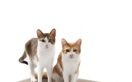 Corrugated Paper Cat Scratchers: The Perfect Combination of Environmental Friendliness and Practicality