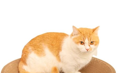 Circular Cat Scratcher: A Feline Paradise and a New Favorite in Pet Supplies