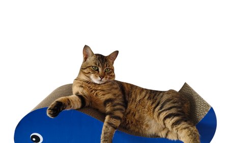 What a Cat Scratcher Really Means to a Cat (and to the People Who Care for Them)