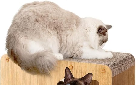 How Cat Scratcher Manufacturers Can Break Out of the Competition