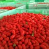 Frozen Red Goji Berries in Stock