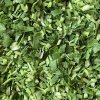 Cheap Frozen Coriander