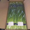 Fresh Garlic Moss Wholesale