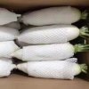 Fresh Red/White/Green Radish Suppliers