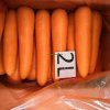 Wholesale Fresh Carrot