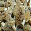 Cheap Frozen  Morels