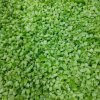 Bulk Frozen Celery