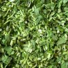 Frozen Coriander In Stock