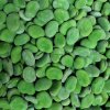 Bulk Frozen Broad Beans