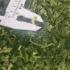 Bulk frozen Coriander