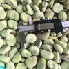 Frozen Broad Beans Meeting Export Standards