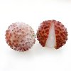 High Quality Frozen Lychee Meat Supplier