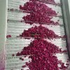 Frozen Dragon Fruit Meeting Export Standards