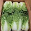 High Quality Fresh Cabbage