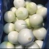 High Quality Fresh Onion Suppliers