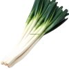 Fresh Green Onions Source Factory