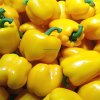 Fresh Chili Peppers Wholesale