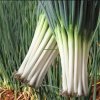 China Large Green Onions Processing Factory